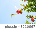 ザクロ