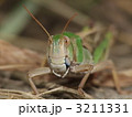 トノサマバッタ