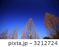 メタセコイヤと冬の青空
