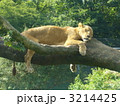 ライオン