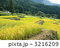 飯山棚田の収穫B