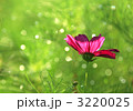 コスモスと朝露