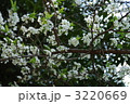 いくりの花満開