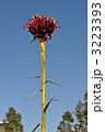 Gymea Lily