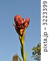 Gymea Lily