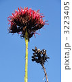 Gymea Lily