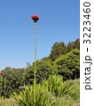 Gymea Lily
