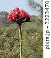 Gymea Lily