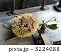 栗