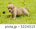 子犬のきょうだい