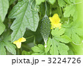 ゴーヤの実