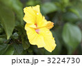 ハイビスカスの花
