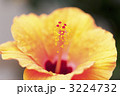 ハイビスカスの花