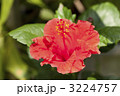 ハイビスカスの花