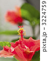 ハイビスカスの花