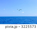 青空とオニアジサシ 青空とオニアジサシ