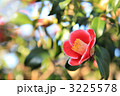 椿の花 椿の花