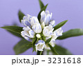 リンドウの花