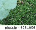 奇麗な緑の苔と葉