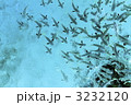 南国の魚群１