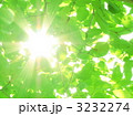 木漏れ日　グリーンイメージ　環境イメージ