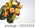 Autumn Color Rose