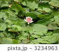蓮の花