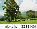 妙高高原笹ヶ峰牧場の牛