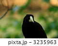 カンムリオオツリスドリ
