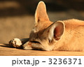 フェネック
