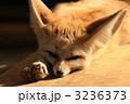 フェネック
