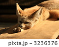 フェネック