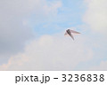 青空バックの紙飛行機