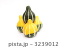 オモチャカボチャの助け合い