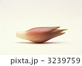 茗荷