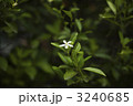 橘の白い花