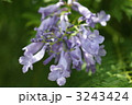 3243424