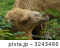 3243466
