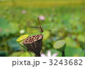ハスの花托とトンボ　トンボとハス
