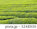 茶畑　宇治茶