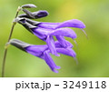 メドセージ(サルビア・グアラニティカ)の花