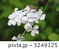 涼やかなルリマツリの花