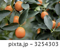3254303