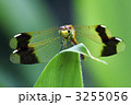 ミヤマアカネ（雌）