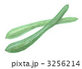 大和三尺きゅうり　大和の伝統野菜