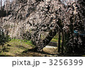 市之倉熊野神社のしだれざくら