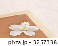 花見酒