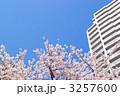桜と高層マンション