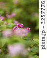 赤そばの花