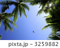 空と鳥